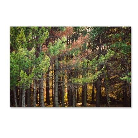 Jason Shaffer 'Summer Tree Line' Canvas Art,12x19